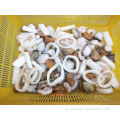 Mariscos mixtos congelados en calamares con precio barato
